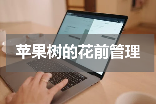 苹果树的花前管理