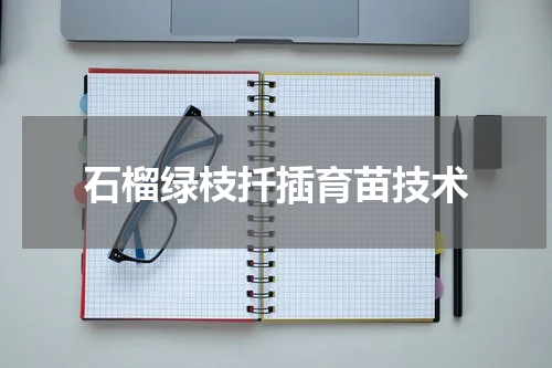 石榴绿枝扦插育苗技术