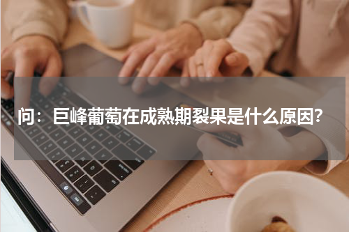 问：巨峰葡萄在成熟期裂果是什么原因？