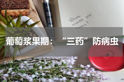 葡萄浆果期：“三药”防病虫