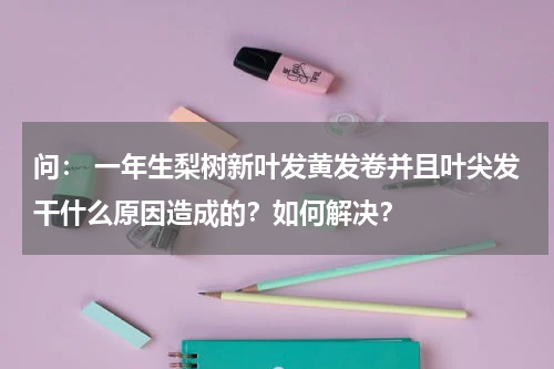 问： 一年生梨树新叶发黄发卷并且叶尖发干什么原因造成的？如何解决？