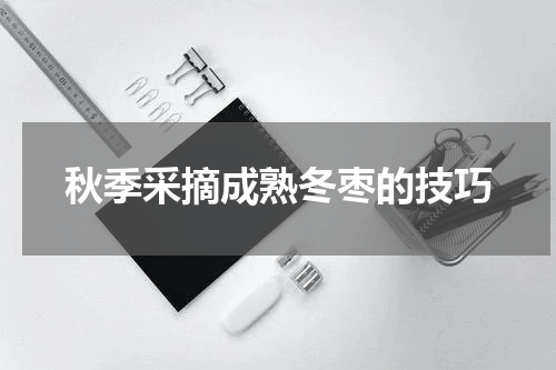 秋季采摘成熟冬枣的技巧