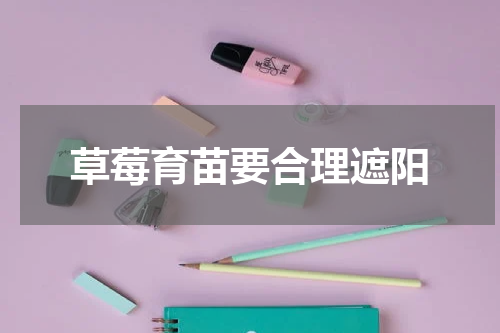 草莓育苗要合理遮阳