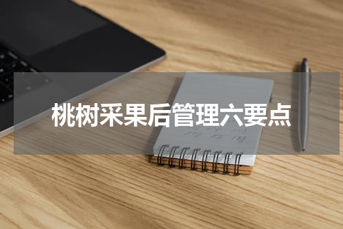 桃树采果后管理六要点