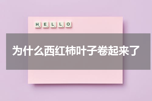 为什么西红柿叶子卷起来了
