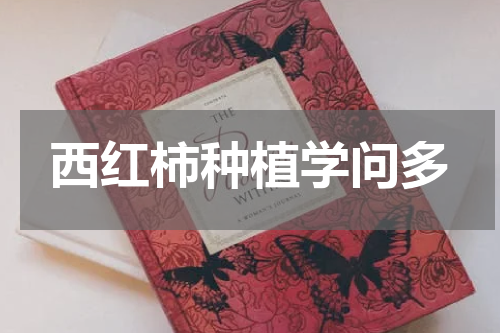 西红柿种植学问多