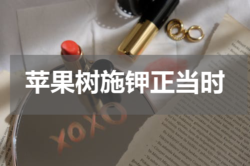 苹果树施钾正当时