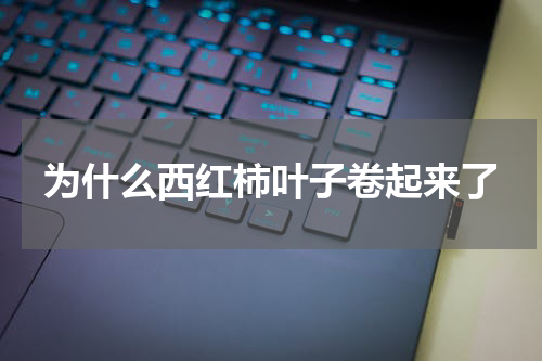 为什么西红柿叶子卷起来了