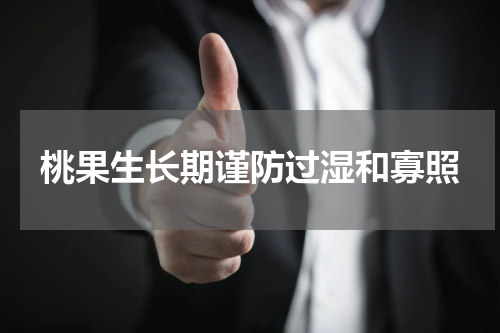 桃果生长期谨防过湿和寡照