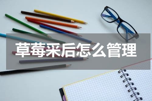 草莓采后怎么管理