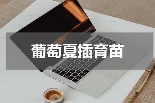 葡萄夏插育苗