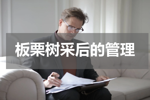 板栗树采后的管理